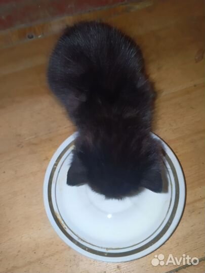 Черный котенок в добрые руки