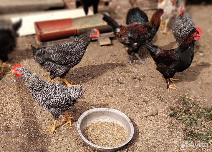 Молодые петушки помесные