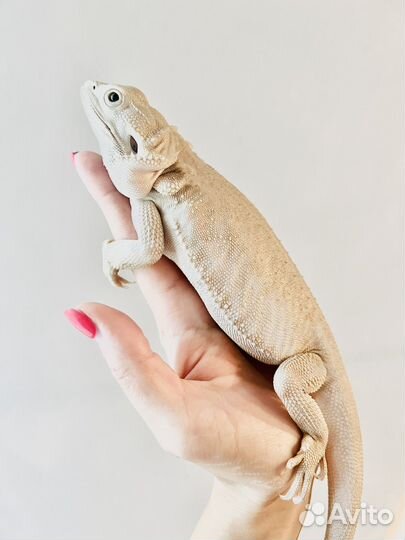 Агама зеро самка