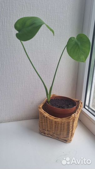 Монстера