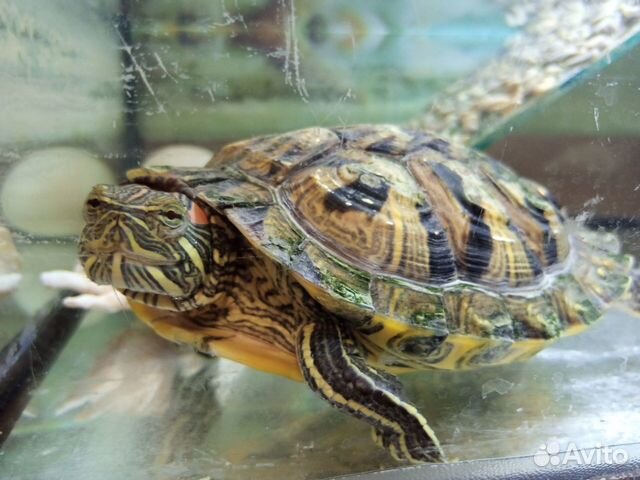 Красноухая черепаха. Центр объявление продам
