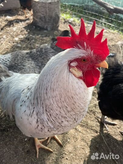 Молодые петухи