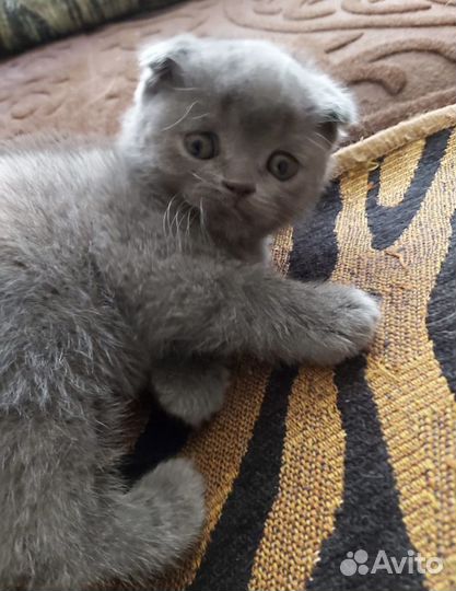 Котенок шотландский вислоухий