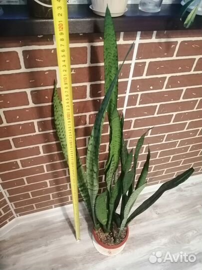 Сансевьера (щучий хвост)