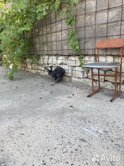 Кролик
