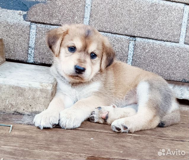 Щенок хаски и ретривера