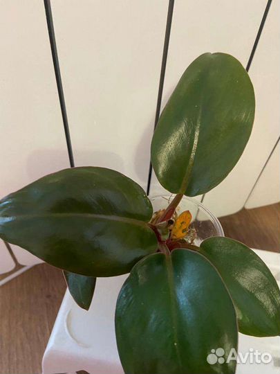 Филодендроны