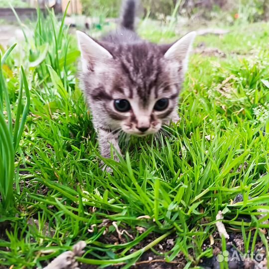 Котенок в добрые руки