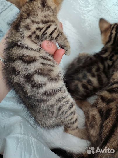 Бенгальские котята девочки
