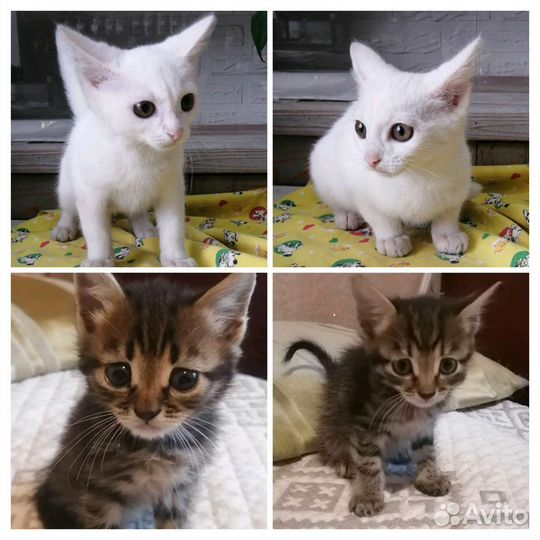 Очаровашки,белые/чёрные/серые котятки,1,5-3,5 мес