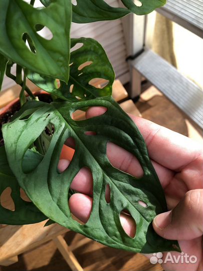 Монстерра Обликва Манки Маск