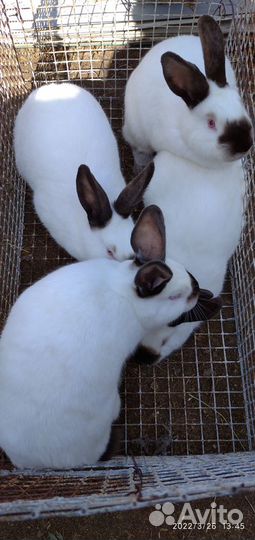 Калифорнийские кролики