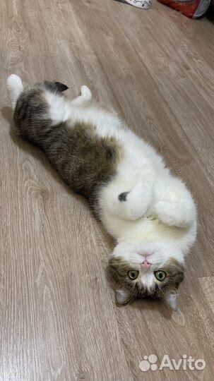 Кот в добрые руки