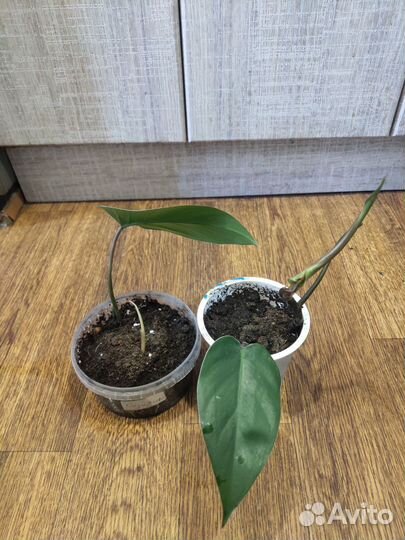 Филодендрон краснеющий