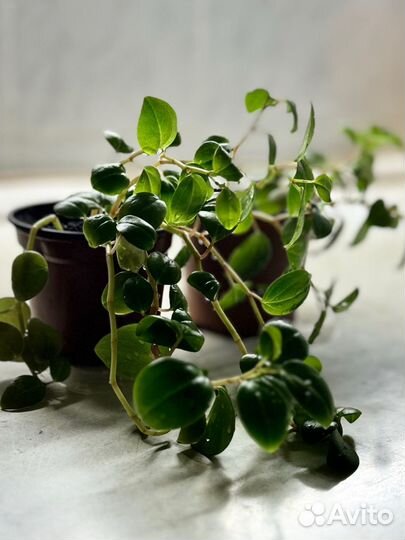 Пеперомия магнолиелистная