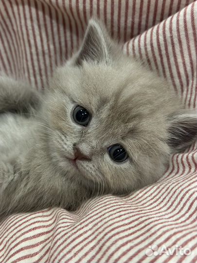 Шотландские вислоухие котята