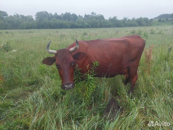 Деревенское коровье моло,творог,сметана,масло,сыр