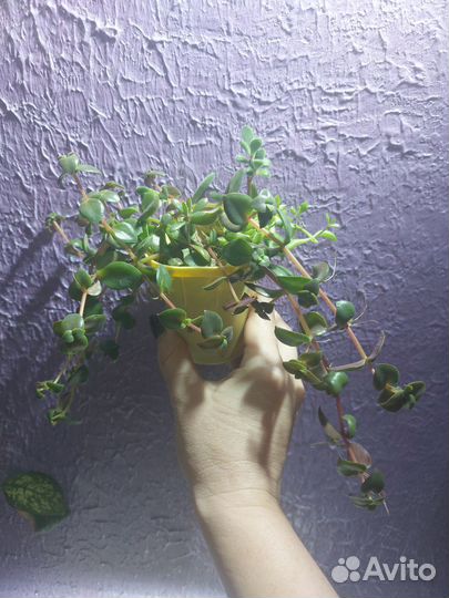 Суккуленты