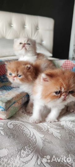 Персидская