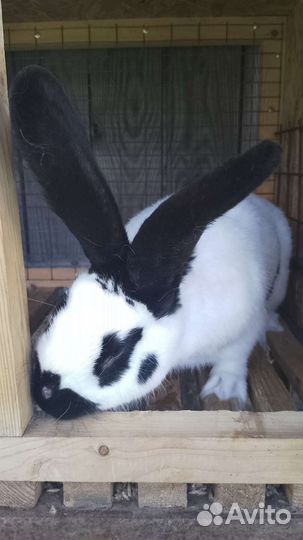 Крол нпв, рабочий,1,5 года