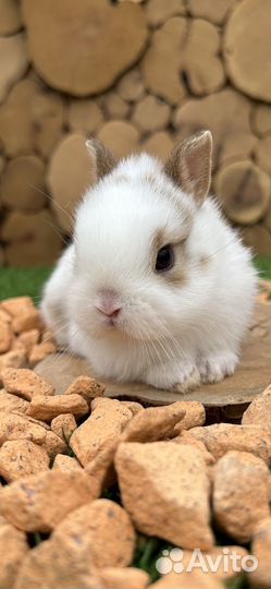 Карликовые декоративные крольчата