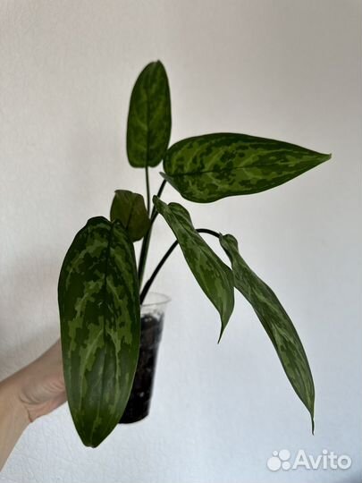 Аглаонема Переменчивая Мария