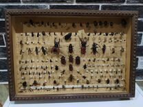 Коллекция насекомых в старой рамке