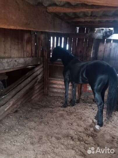 Орловский жеребец