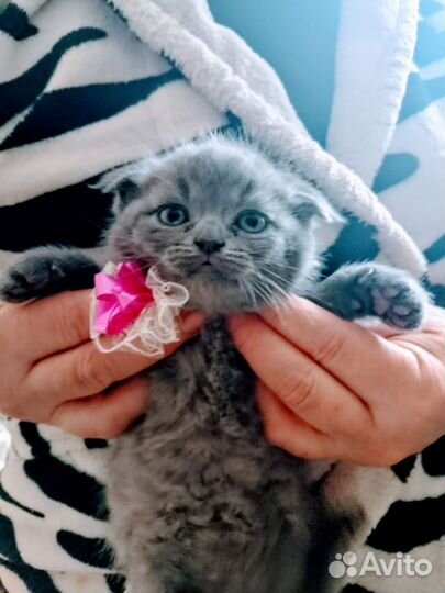 Шотландские котята