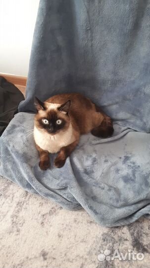 Сиамский кот