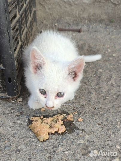 Котята в добрые руки бесплатно