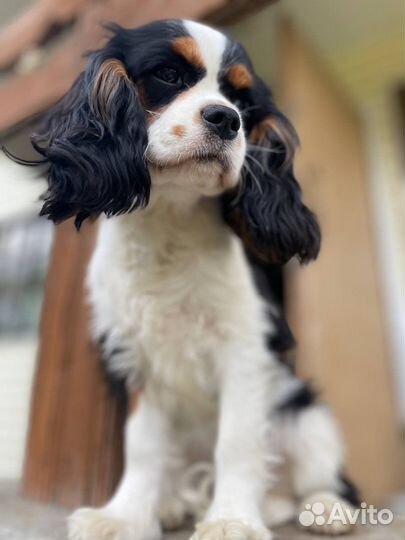 Девочка-щенок кавалер кчс продается