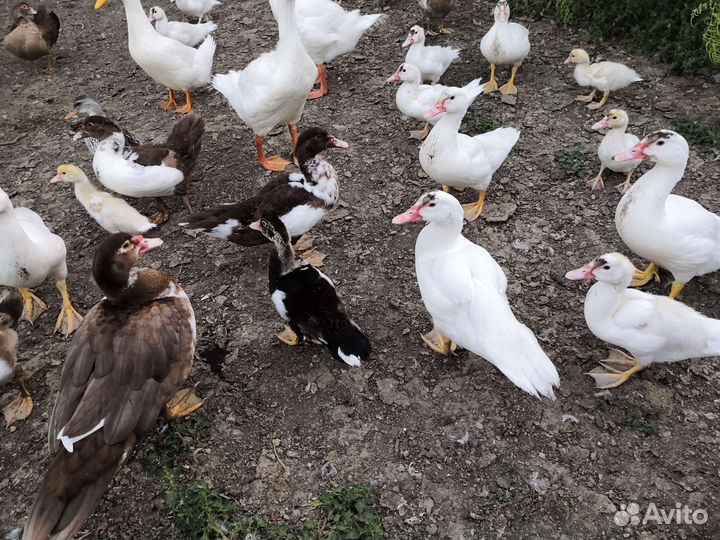 Мускусные утки индоутки индоутята