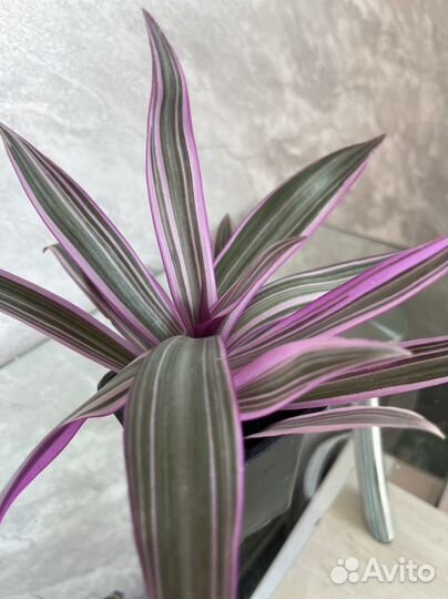 Традесканция разноцветная розовая рео