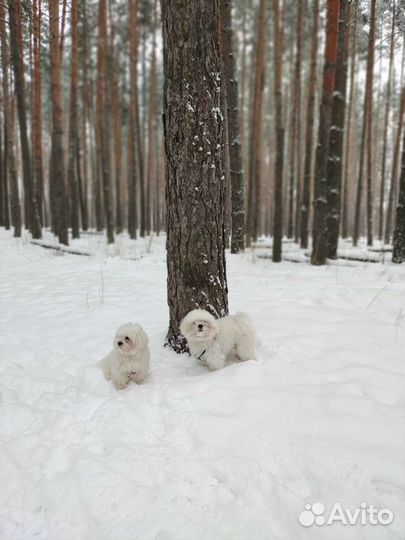 Мальтезе на вязку