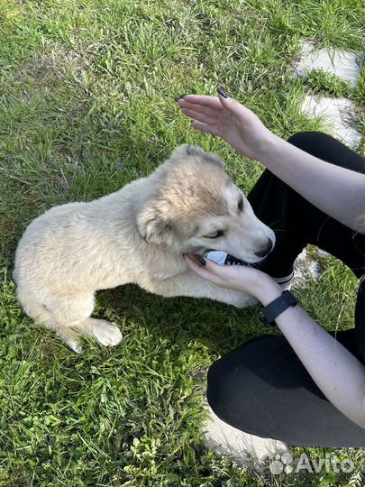 Щенки хаски