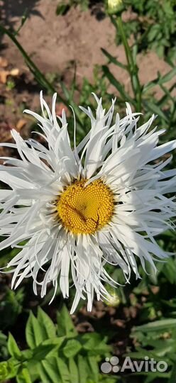 Кануфер- пиретрум, ромашка, буквица