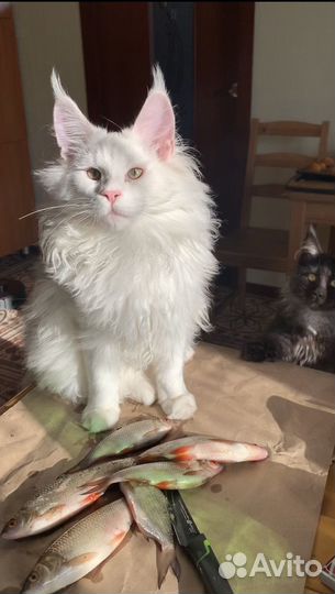 Мейн кун белый