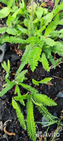 Тысячелистник сорт лилак бьюти