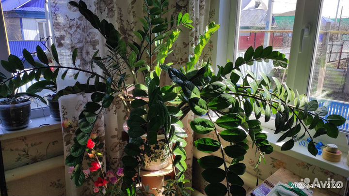 Замиокулькас