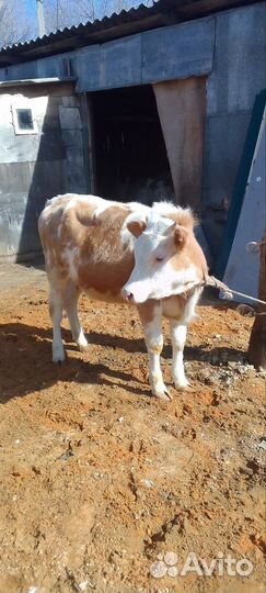 Домашние Тёлки 5 голов