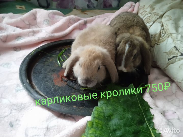 Ракушки для аквариума