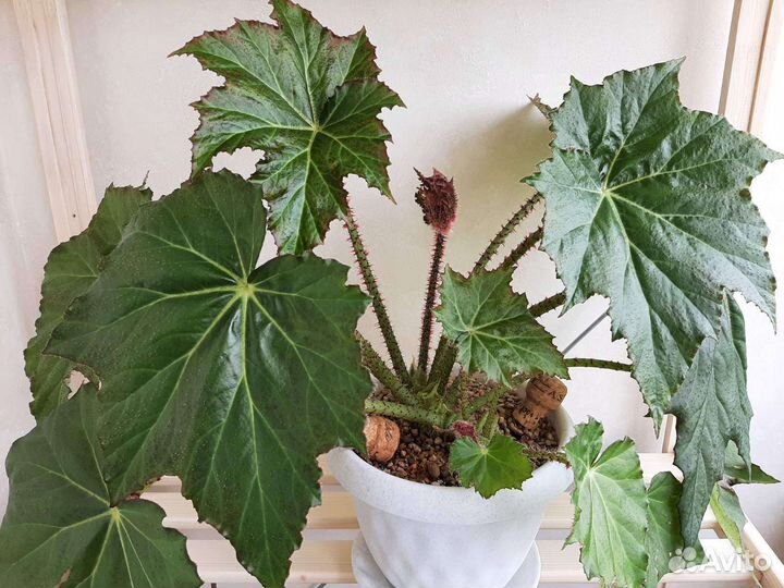 Бегония королевская