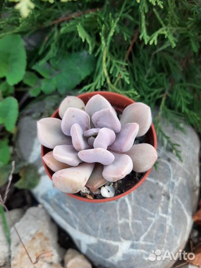 Суккуленты
