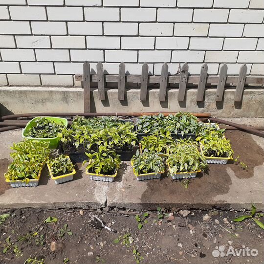 Растения для сада