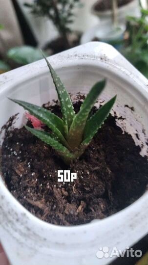 Кактусы и суккуленты.всё для флорариумов