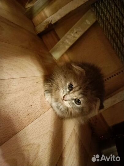 Котëнок в добрые руки