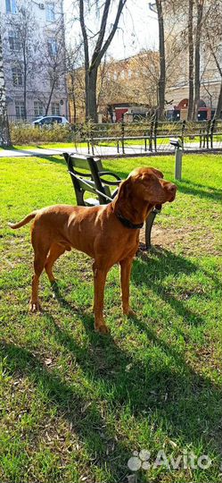 Кобель выжлы готов к вязке