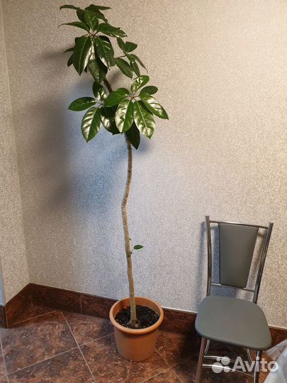 Шеффлера Амате (Schefflera Amate)