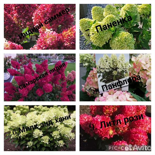 Гортензия садовая (саженцы, цены и сорта в опи